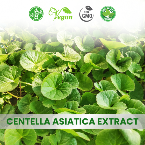 Centella Asiatica Extract (Brahmi)