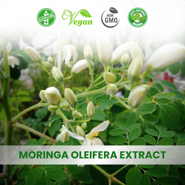 Moringa Olifera Extract