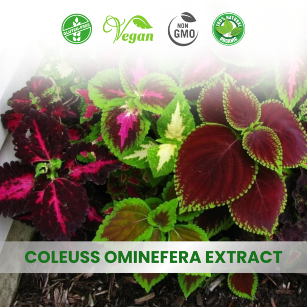 Premium Coleus Forskohlii Extracts