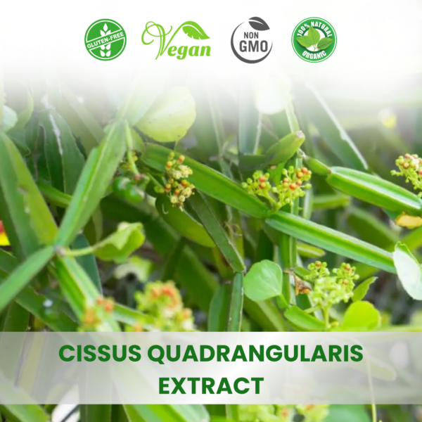 Cissus Quadrangularis Extract (Hadjod)