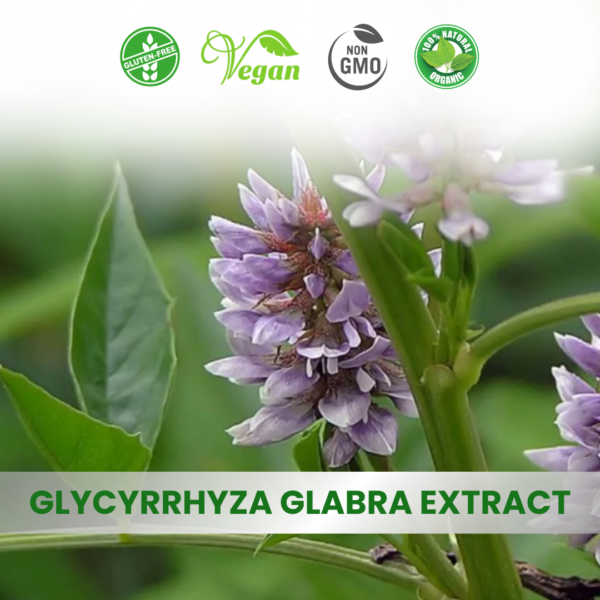 Glycyrrhiza Glabra Extract (Mulethi)