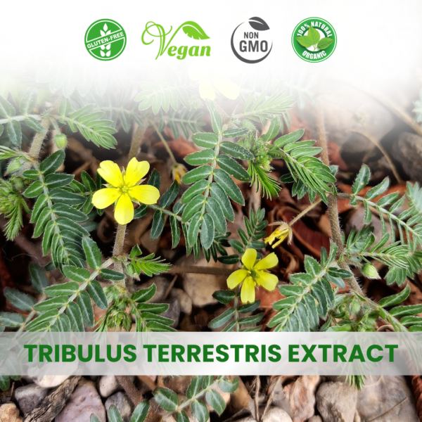 Tribulus Terrestris Extract (Gokhru)