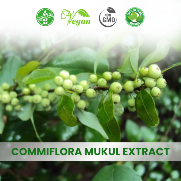 Commiphora Mukul Extract (Guggul)