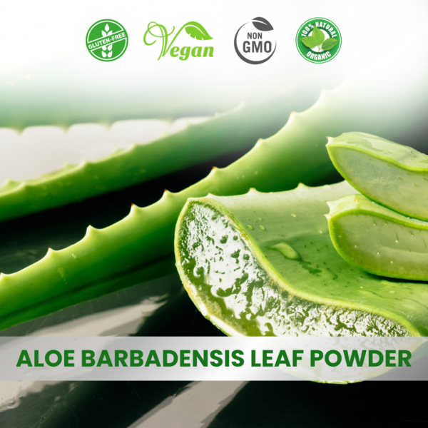 Aloe Vera Extract (Ghritkumari)