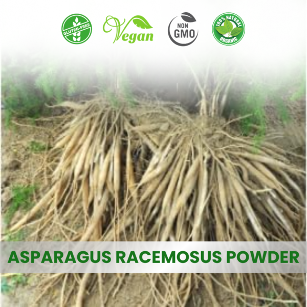 Asparagus Racemosus Extract (Shatavari)