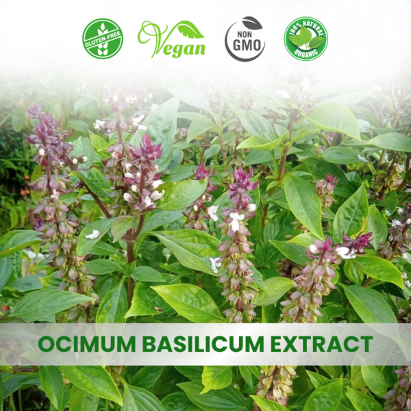 Ocimum Sanctum Extract (Tulsi)